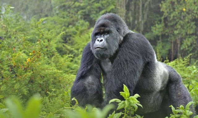 gorilla